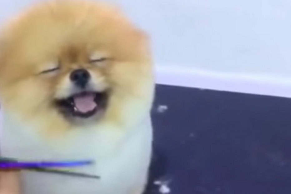 Cão, cabeleireiro, deliciado, insólido, amoroso, animal, tosquia, lulu da Pomerânia