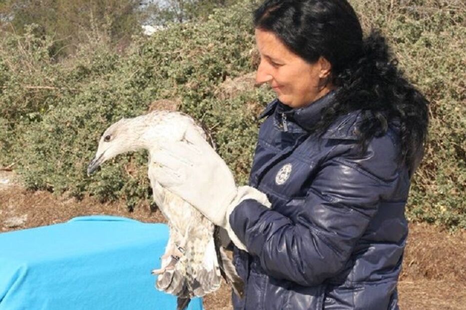gaivotas, surto, aves, Rias, Olhão, intoxicação, Centro de Recuperação e Investigação de Animais Selvagens, Quinta de Marim