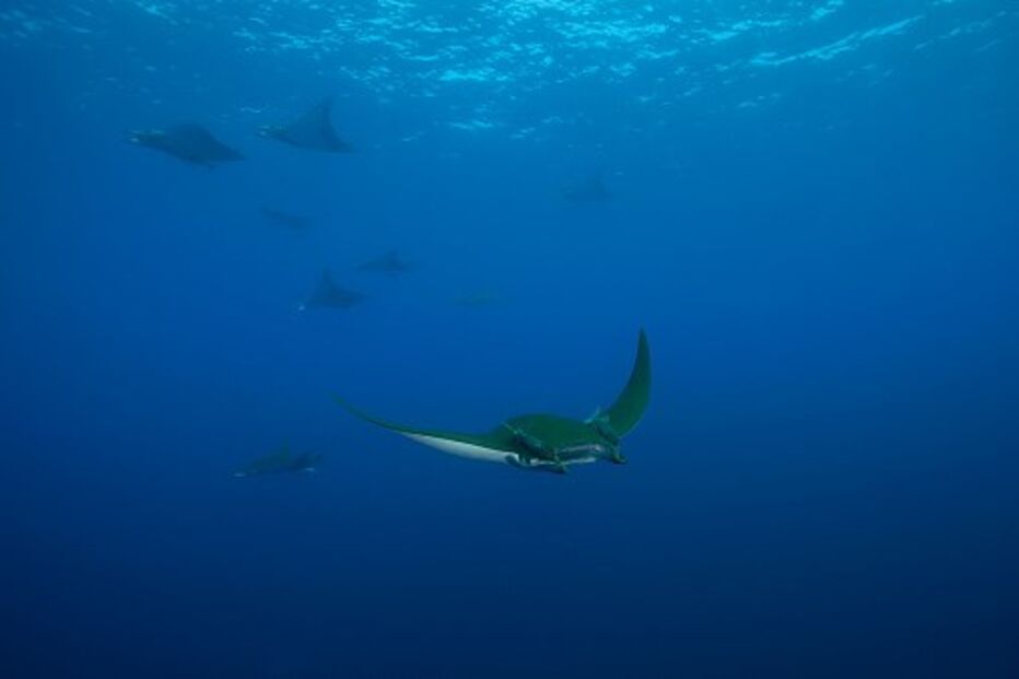 Açores, ilhas, arquipélago, Flores, Corvo, São Miguel, São Jorge, Santa Maria, Pico, Faial, Graciosa, Terceira