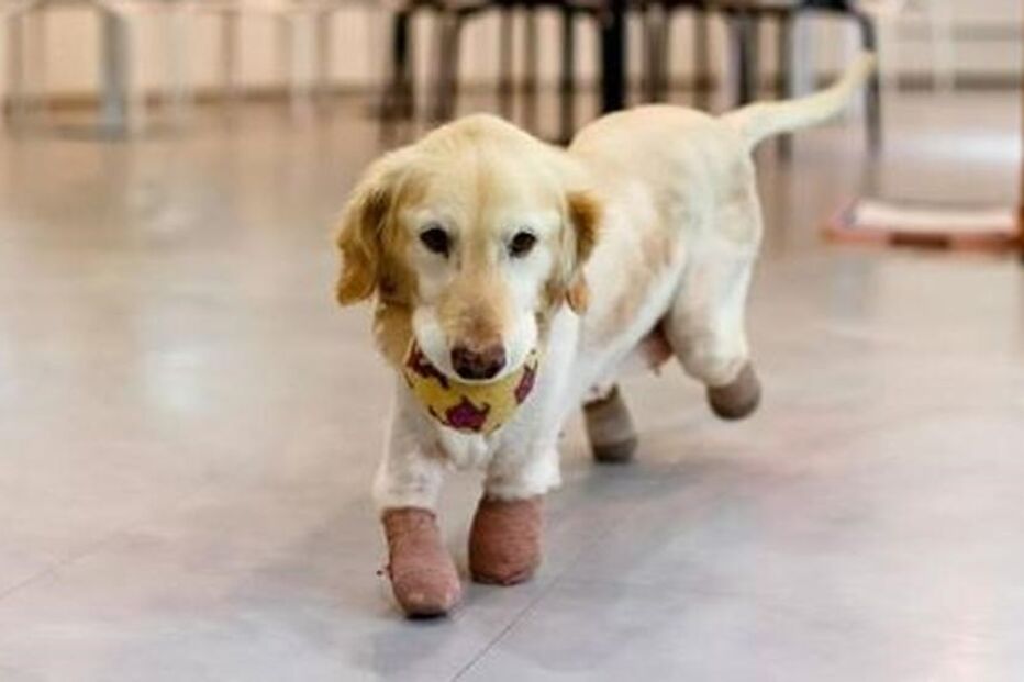 Chi Chi, Coreia do Sul, Nabiya Proyecto Esperanza Irion, animais, resgate, labrador, cadela