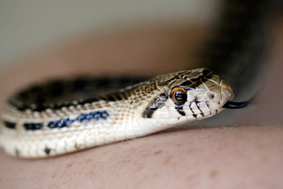 26-02-2016_16_30_00 cobra braço.jpg