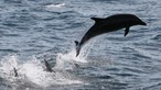 Rússia usa golfinhos para defender base naval no Mar Negro, revelam imagens