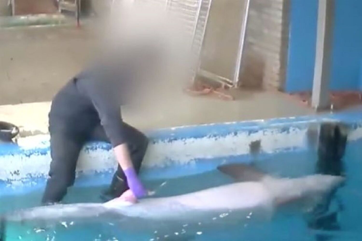 Tratador de zoo filmado em sexo com golfinho - Insólitos - Correio da Manhã