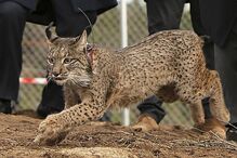 Lince Ibérico, Alentejo, morte, Instituto da Conservação da Natureza e Florestas, ICNF, ambiente, política