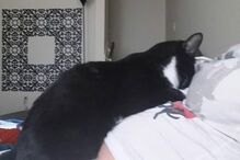 bebé, gato, fascínio, amizade, Liel Assayag, gravidez