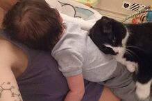 bebé, gato, fascínio, amizade, Liel Assayag, gravidez