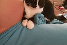 bebé, gato, fascínio, amizade, Liel Assayag, gravidez