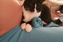 bebé, gato, fascínio, amizade, Liel Assayag, gravidez