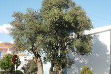 21-03-2016_13_34_54 azoia.JPG