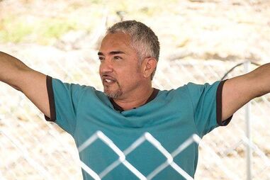 Cesar Millan, cães