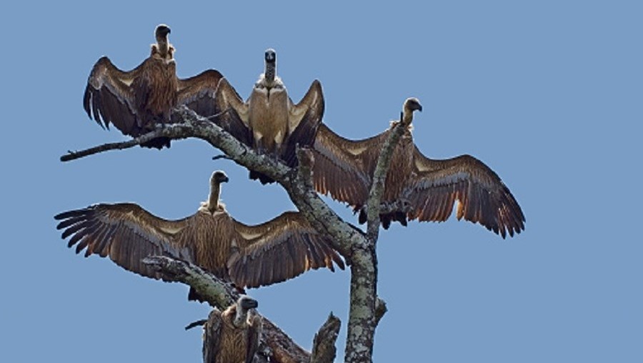 Mais de 100 abutres foram encontrados mortos
