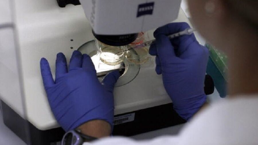 Investigadores de Coimbra descobrem origem das células estaminais sanguíneas