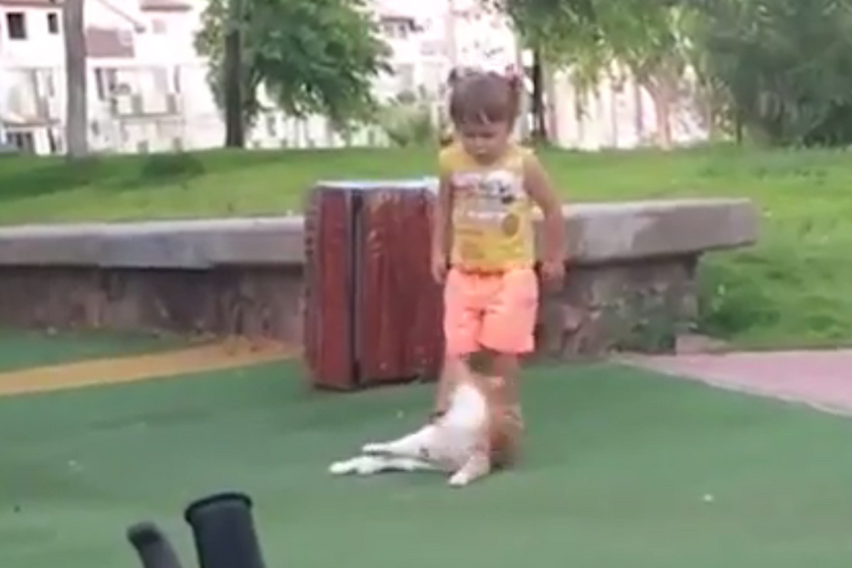 menina, gato, animal, brincadeira, Israel, insólito