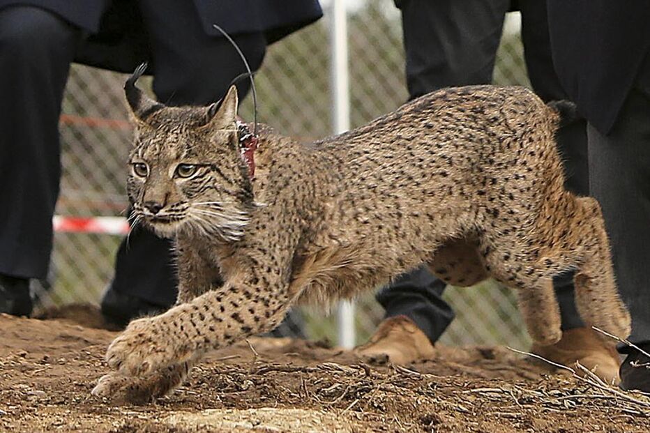 Lince Ibérico, Alentejo, morte, Instituto da Conservação da Natureza e Florestas, ICNF, ambiente, política