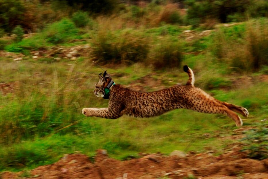 Lince Ibérico, Alentejo, morte, Instituto da Conservação da Natureza e Florestas, ICNF, ambiente, política