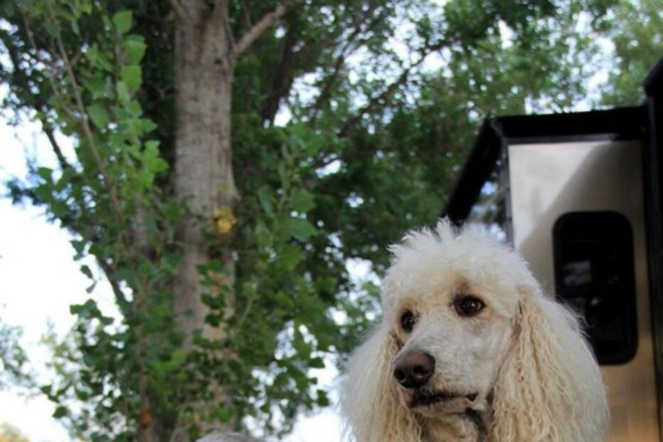 Cancro, EUA, Estados Unidos, Facebook, Driving Miss Norma