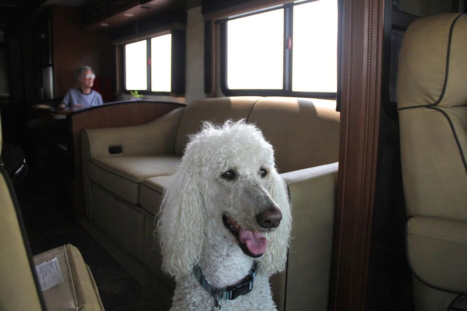 Cancro, EUA, Estados Unidos, Facebook, Driving Miss Norma