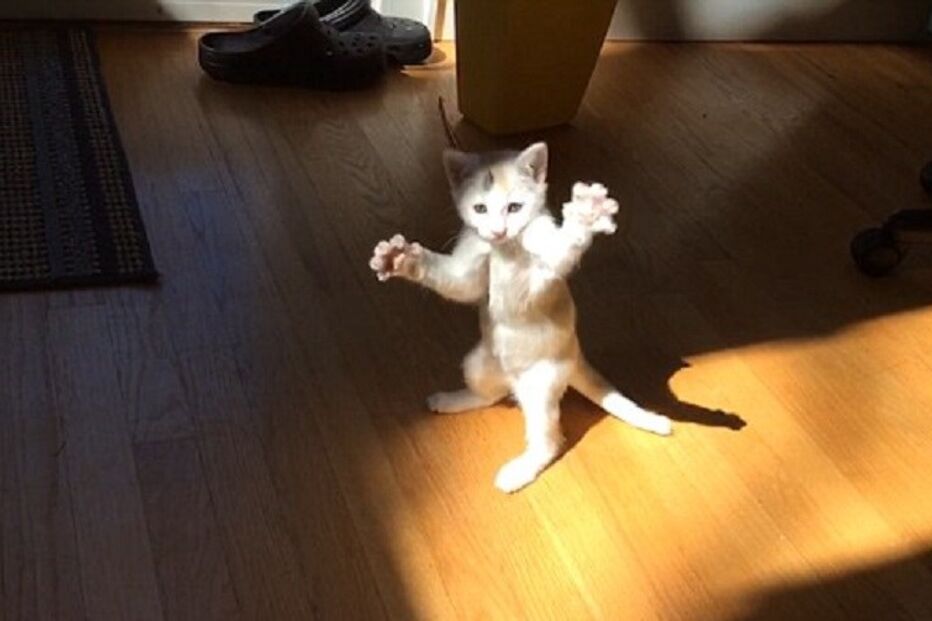 gato, animal, Canadá, insólito