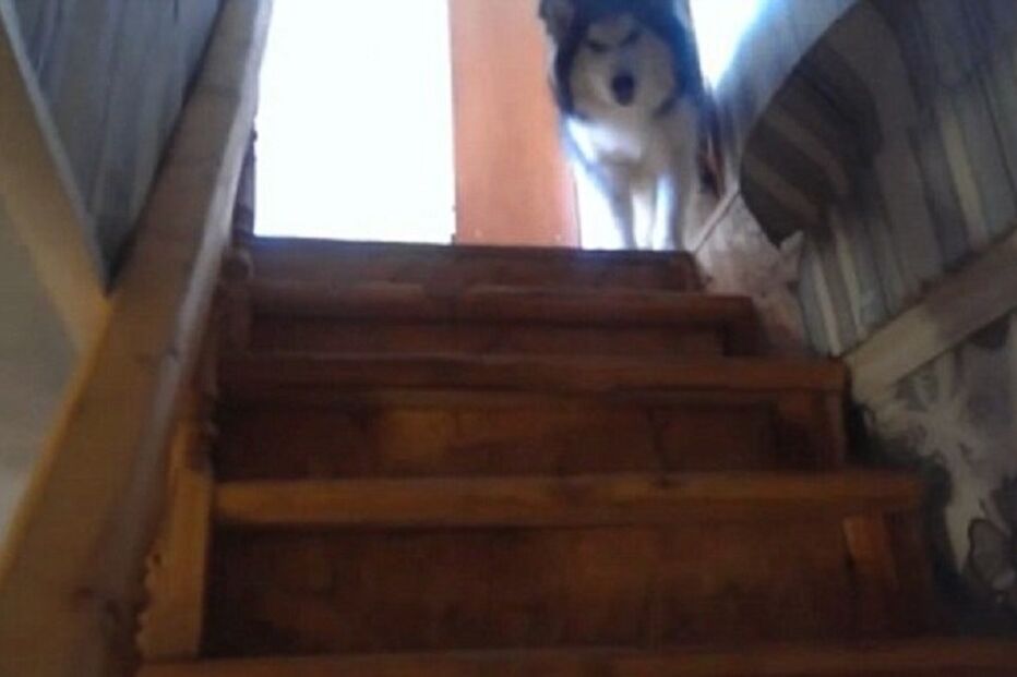 husky, cão, animal, fobia, escadas, insólito