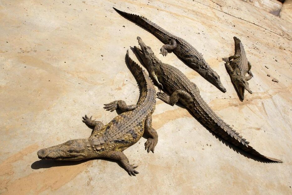 crocodilos