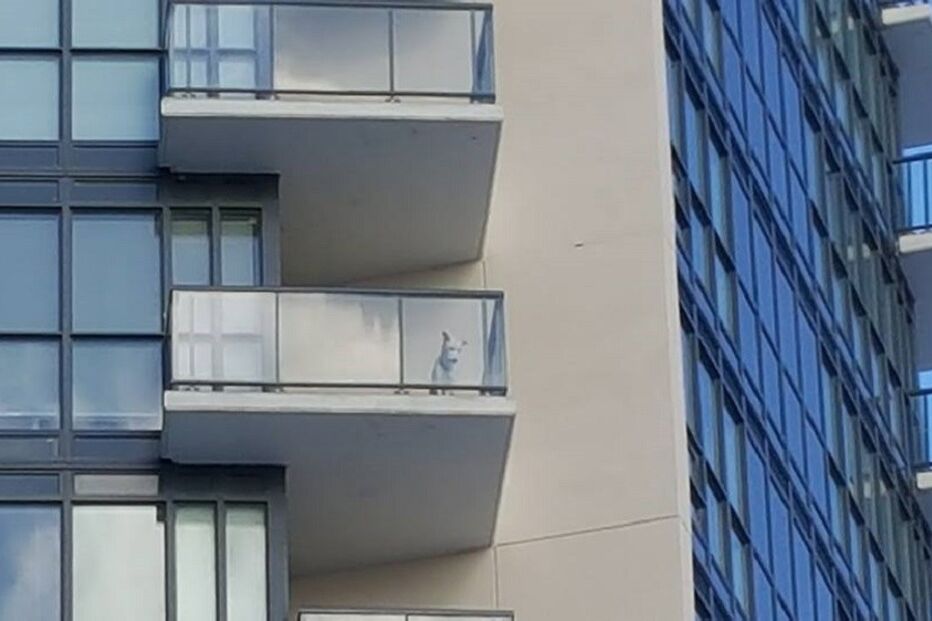 Cão, animais, Toronto, Canadá, Facebook, RL Das