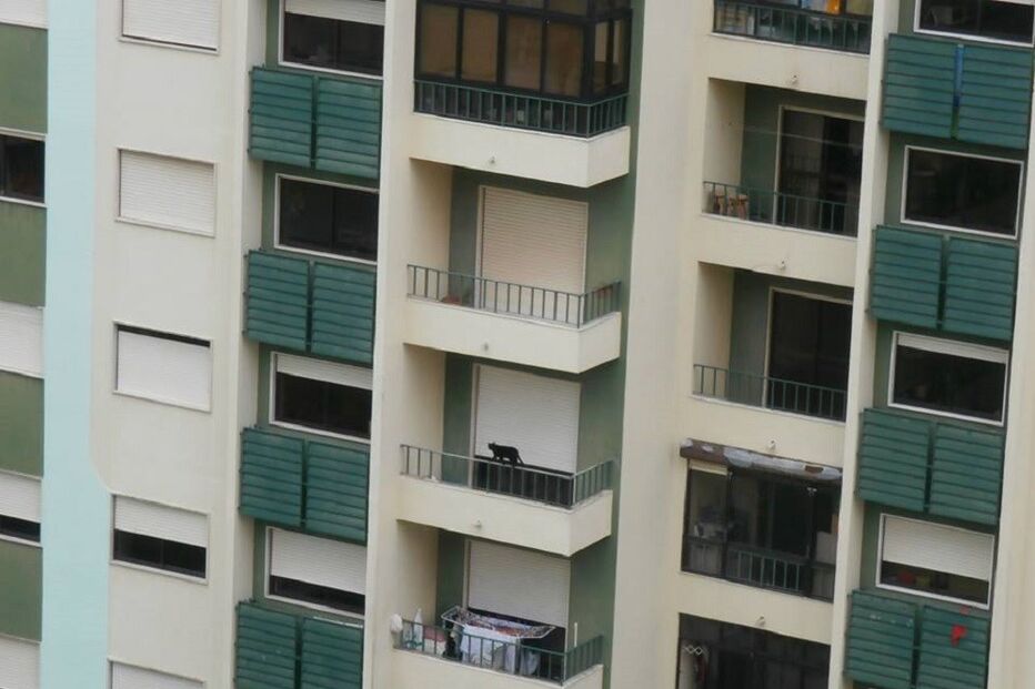 Gato, animal, São Marcos, Cacém, Facebook