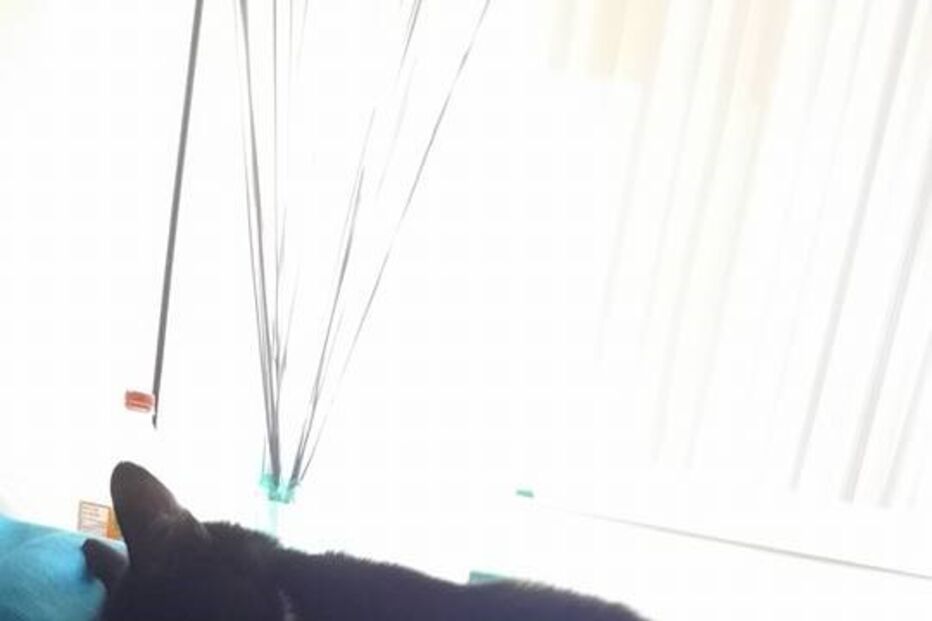 bebé, gato, fascínio, amizade, Liel Assayag, gravidez