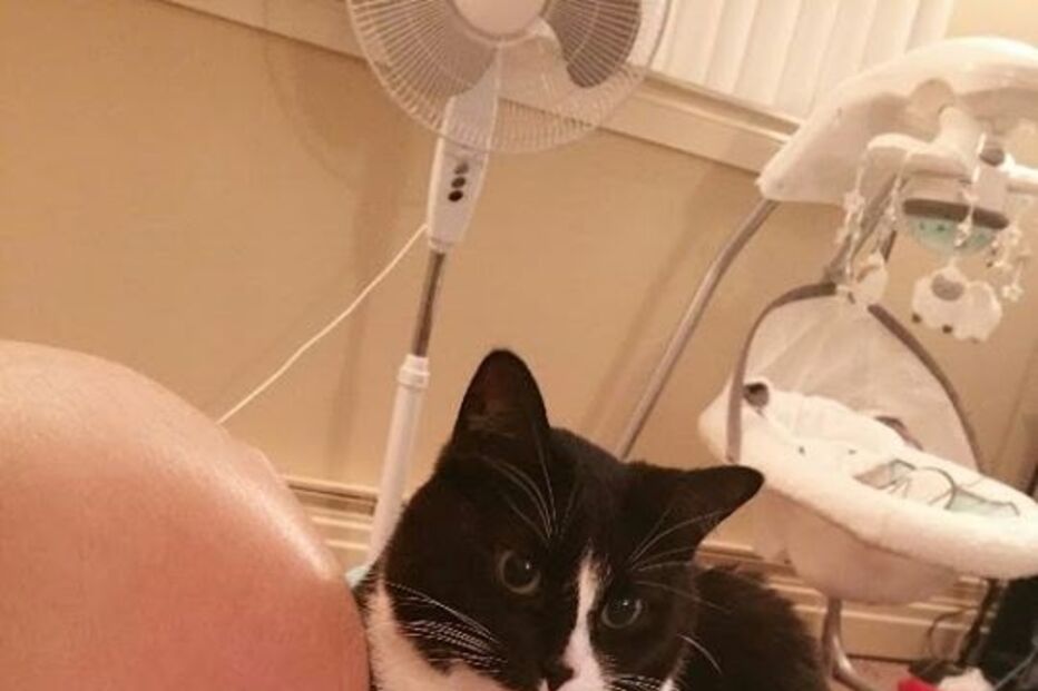 bebé, gato, fascínio, amizade, Liel Assayag, gravidez