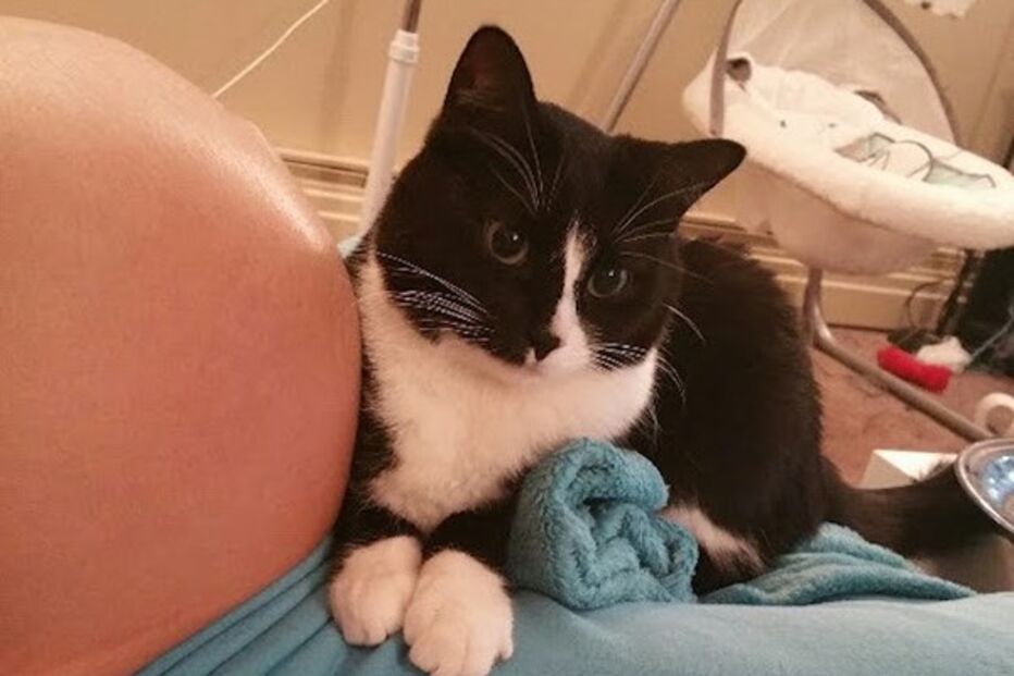 bebé, gato, fascínio, amizade, Liel Assayag, gravidez