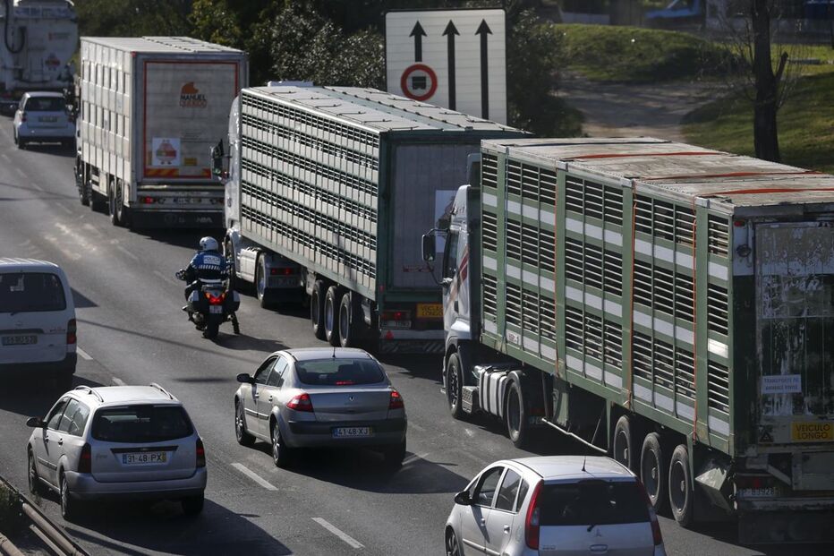 protesto, suinicultores, Lisboa