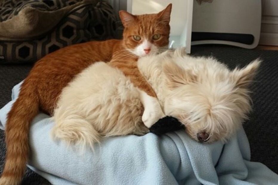 IRS, animais, cães, gatos, veterinário, bónus, impostos