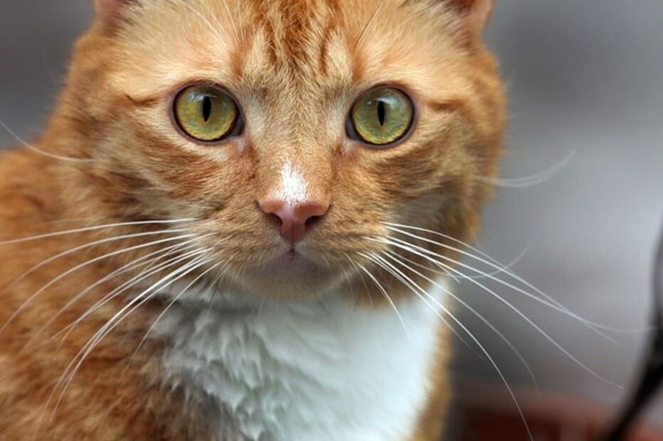 gato, felino, casa, adopção