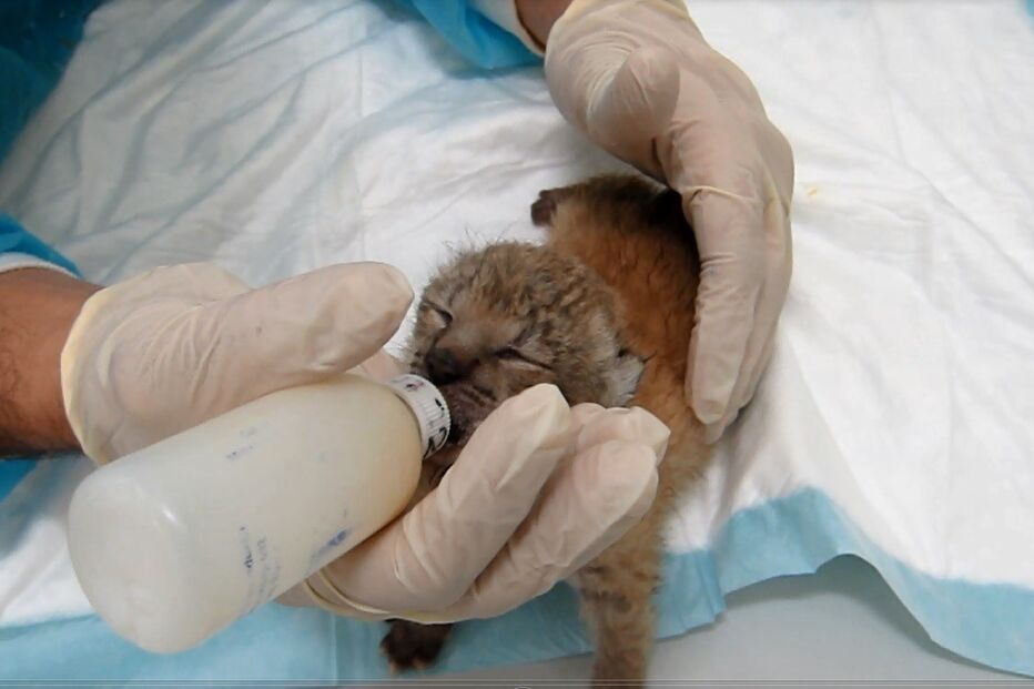 Lince, crias, silves, centro nacional de reprodução, brincadeiras, alimentação, mamar