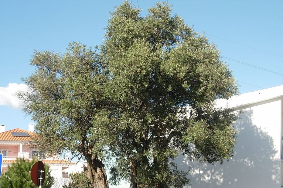 21-03-2016_13_34_54 azoia.JPG