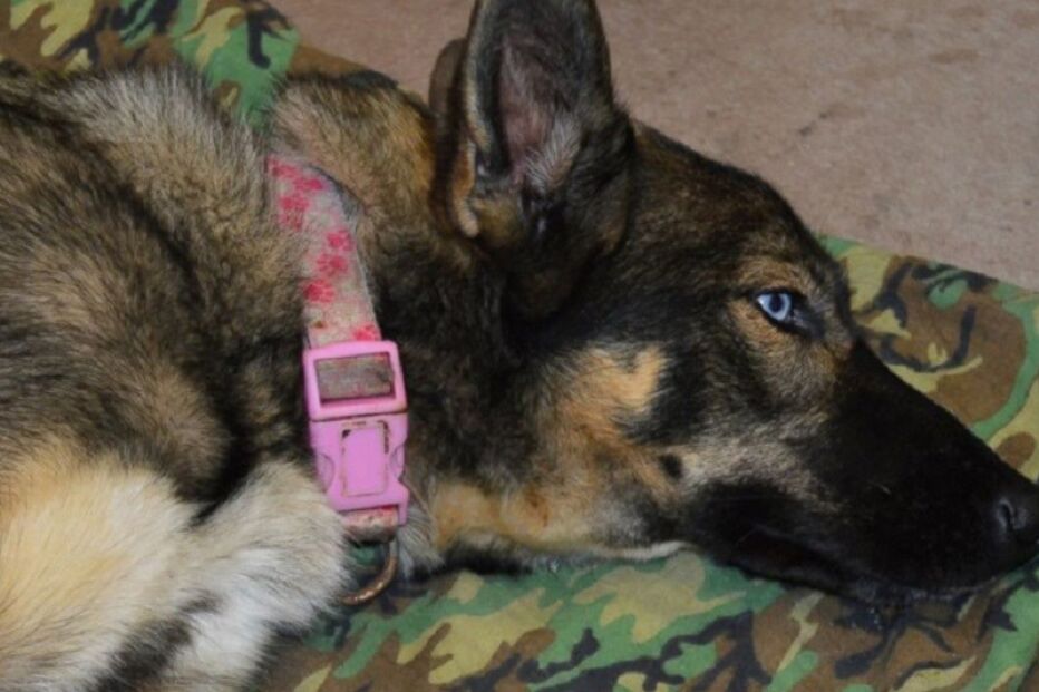 Luna, cadela, resgate, EUA