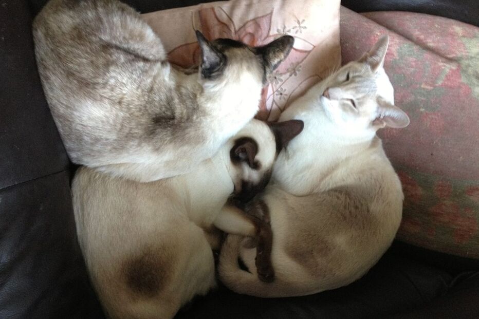 27-03-2016_20_59_51 gato.jpg