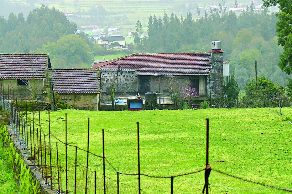 matilha, Cães, Barcelos