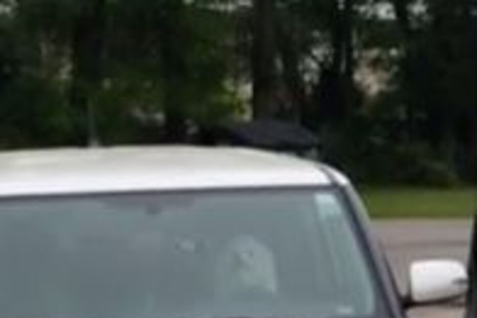 Escócia, Robert Filacchione, cão, mundo louco