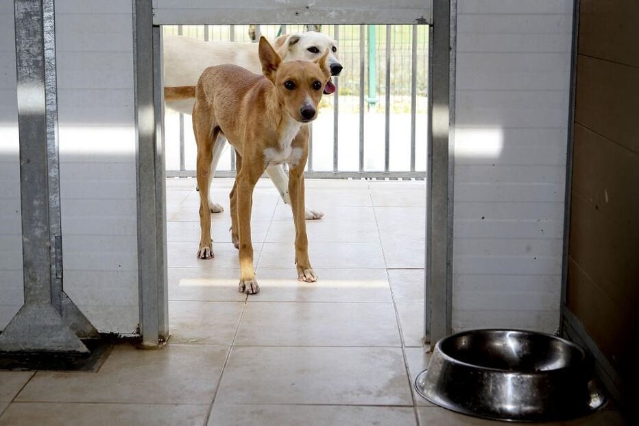 Relatório Anual de Segurança Interna, maus-tratos, animais, crime, lei e justiça