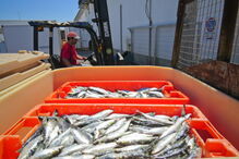 Federação dos Sindicatos do Setor das Pescas, Portugal, pescas, sardinha