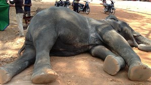 Elefante morre depois de transportar turistas