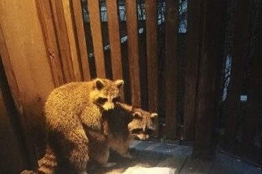 Sexo, relações sexuais, guaxinins, animais, Ava Kwinter, Toronto, Canadá, pragas