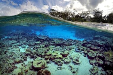Coral, Austrália, Grande Barreira, GBC, alterações climáticas
