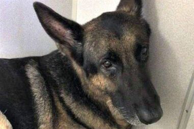 investigadora, Polícia, Margo Feaser, Polícia de Seminole, incêndio, Longwood, Florida, Estados Unidos da América