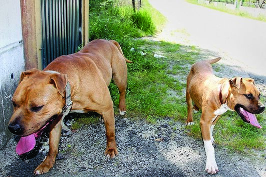 Devolver animal perdido dá prémio a quem o encontrou 