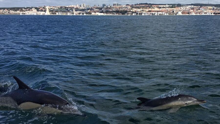 Grupo de 40 golfinhos no Tejo - Portugal - Correio da Manhã