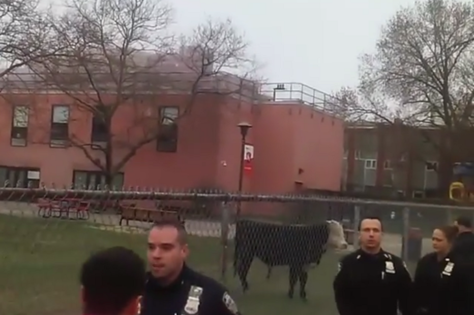 boi, nova iorque, universidade