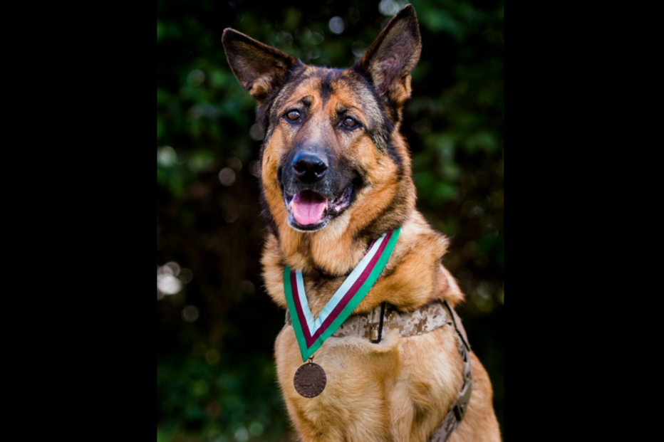 Lucca, animal, cão, medalha