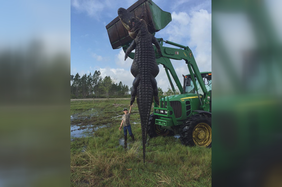 áligatro, florida, caçado, trator