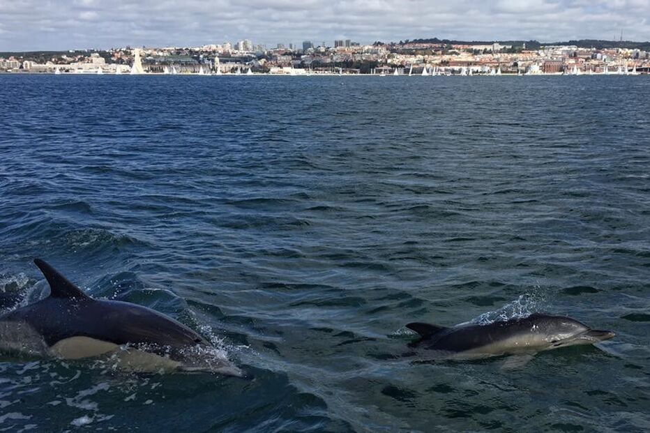 06-04-2016_15_11_31 golfinhos tejo.jpg